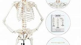 Axis Scientific Human Skeleton Model for Anatomy - Life Size Skeleton Anatomy Model - Includes 27 Page Study Guide, Bone Numbering Guide, Cover & Stand