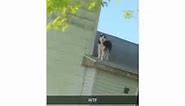 WTF! This happened when I came back home 🐶😱 - Funny Dog On Roof Meme Fail