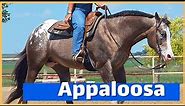 About The Appaloosa Horse | DiscoverTheHorse