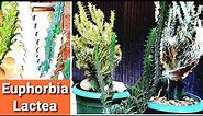 Euphorbia Lactea Cristata Care Guide | Grow Coral Cactus