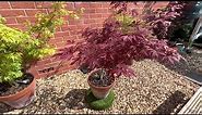Sun tolerant Maples, Atropurpureum a red leaved Acer that is a classic in shape, colour and form