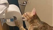 Cat Unrolls and Shreds Toilet Paper to Bits and Pieces - 1356698