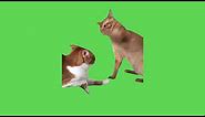 Cat Hits Another Cat Meme | Green Screen