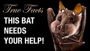 True Facts: Help The Bats!