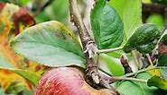 6 Reasons Apple Trees Get Yellow Leaves (& How to Fix It)