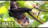 BATS! About Fruit Bats for Kids - FACTS ABOUT BATS