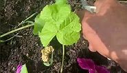How I harvest mallow / Malva and save the seeds 🌱