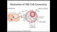 Immunology Lecture 27: NK Cells