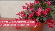 Christmas Cactus Care: How To Grow This Long Lived Flowering Succulent Houseplant / Joy Us Garden