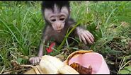 Tania's baby monkey eats a special banana in the garden