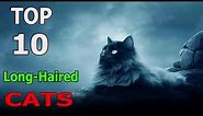 Top 10 Long - haired cat breeds | Top 10 animals