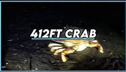 Largest Dungeness crab found in south Puget sound 412ft down