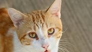 Blood in the Front of the Eye in Cats - Symptoms, Causes, Diagnosis, Treatment, Recovery, Management, Cost