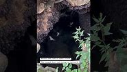 The largest fruit bat colony in the world | Monfort Bat Cave in Samal Island Philippines #jocsology
