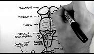 Spinal Pathways 2 - Dorsal Column - Medial Lemniscus Pathway