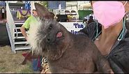 ‘Mr. Happy Face’ is the World’s Ugliest Dog