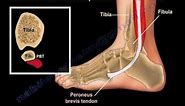 Anatomy Of The Foot & Ankle - Everything You Need To Know - Dr. Nabil Ebraheim