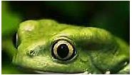 cute green frog wallpaper