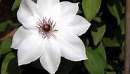 White Clematis Varieties | Collection Of White Folwer Pics