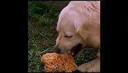 Dog throwing up spaghetti meme