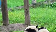Continuing from the previous video... 4.23接上个视频，后续 #熊猫 #大熊猫 #大熊猫渝可渝爱 #大熊猫的迷惑行为 #大熊猫搞笑日常 #pandas #panda #cutepanda