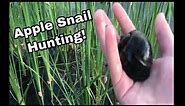 Invasive Apple Snail Hunting!