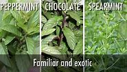 How to Grow Mint Plants: The Complete Guide