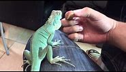 BLUE IGUANA! (Axanthic) (Close up). How you tame an iguana! HD