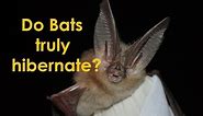 Bat hibernation