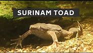 Surinam toad || surinam toad care || surinam toad lifespan || surinam toad reproduction