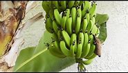 Grow & Harvest Bananas - flowers, fruits & stems of the banana plant