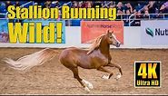 Scottsdale Arabian Horse Show Liberty Run 2022 Winning Stallion Bryzzo