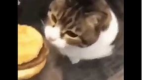 you can has cheese burger