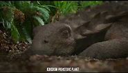Antarctopelta \ BBC Prehistoric Planet \ #PrehistoricPlanet #Documentary