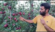 Most Beautiful High-density Apple Garden in kashmir