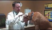 How to Remove a Tick From a Dog's Ear
