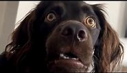 Confused Dog Meme Original Video #confused #confuseddog