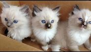 Funny Ragdoll Cat Videos Compilation - Cute Ragdoll Kitten Baby Ragdoll Kittens Playing and Meowing