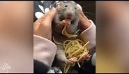 Rat Eats His Way Through Piles Of Spaghetti