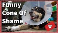 Funny Cone Of Shame Compilation [Cute] (TOP 10 VIDEOS)