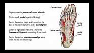 Mastering the Plantar Aponeurosis | Anatomy, Function Pathology & Treatment with Dr Emily
