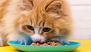 13 Best Cat Foods for Cats with No Teeth (or Few/Bad Teeth)