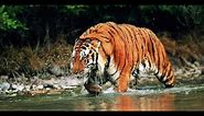 The biggest tiger ever recorded in the wild weighed around 700 pounds.