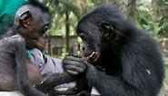 What Bonobos Can Teach Us