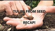 Get Gardening: Growing Tulips from Seed (Recap)