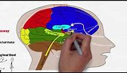 Your Brain on Stress and Anxiety