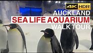 Auckland Sea Life Kelly Tarlton’s Aquarium Walk Tour New Zealand 4K