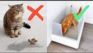 5 Weird Reasons Why Your Cat Won't Use Litter Box!