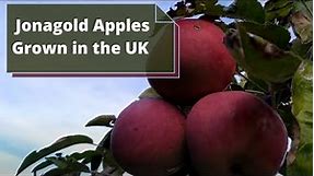 Jonagold Apples (Malus Domestica) - UK - Delicious Apples