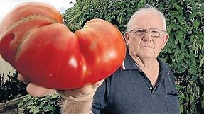Top 10 World's Biggest Tomato İn The World